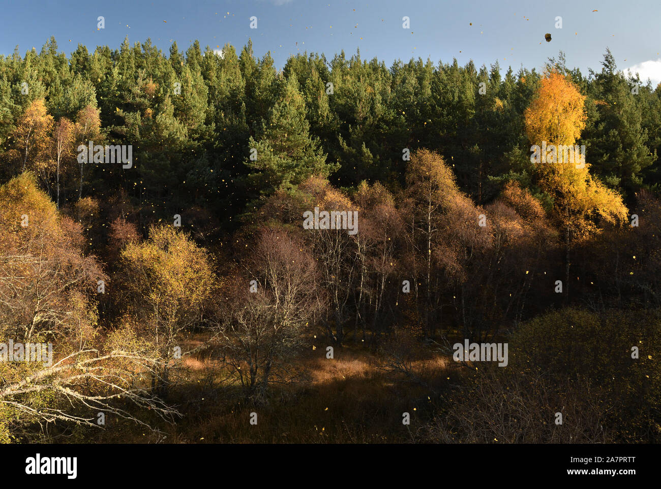 Hojas de otoño cayendo;ex highland railway line;Grantown en Spey;highlands;Escocia Foto de stock