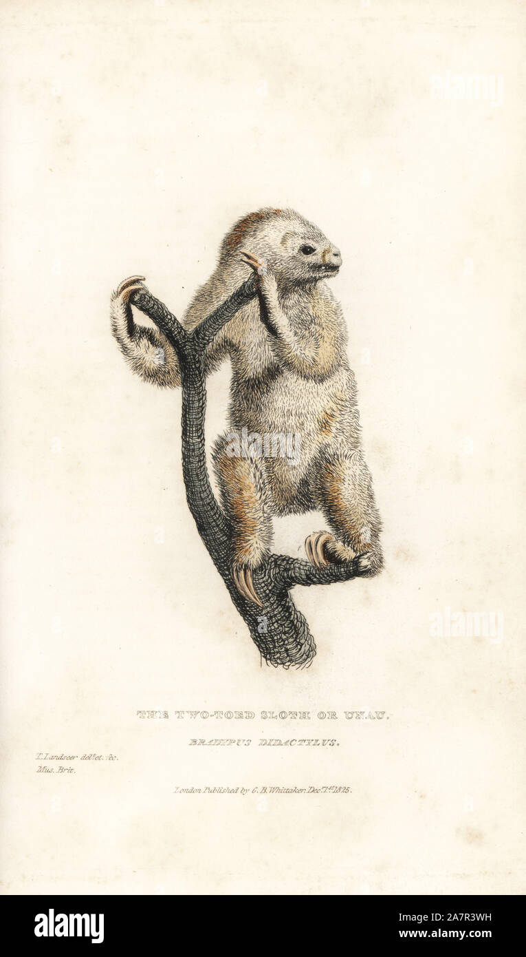 Linneo dos dedos cada perezoso, Choloepus didactylus (dos dedos cada perezoso o unau, Bradypus didactylus). Ilustración dibujado y grabado por Thomas Landseer de un ejemplar en el Museo Británico. Copperplate Handcolored grabado de Edward Griffith's del reino animal por el Barón Cuvier, Londres, Whittaker, 1825. Foto de stock