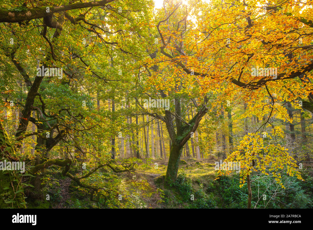 Tollymore Bryansford Park en Irlanda del Norte Foto de stock