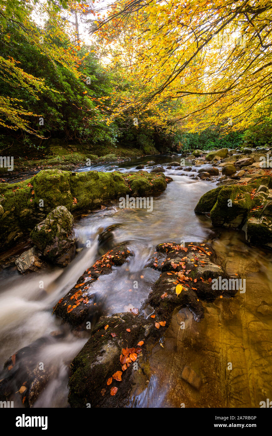 Tollymore Bryansford Park en Irlanda del Norte Foto de stock