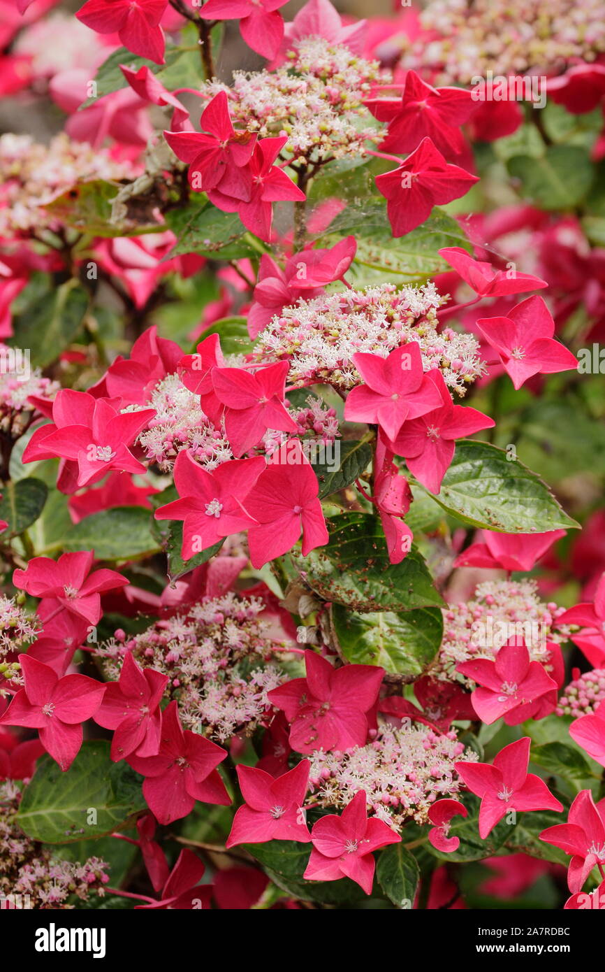 Hydrangea macrophylla 'Lady in Red' lacecap hydrangea en plena floración. UK Foto de stock