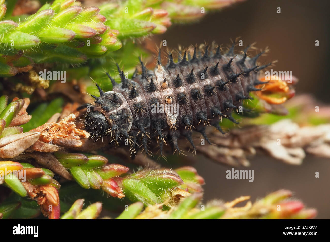 Heather Mariquita larva (Chilocorus bipustulatus) alimentándose de brezo. Tipperary, Irlanda Foto de stock