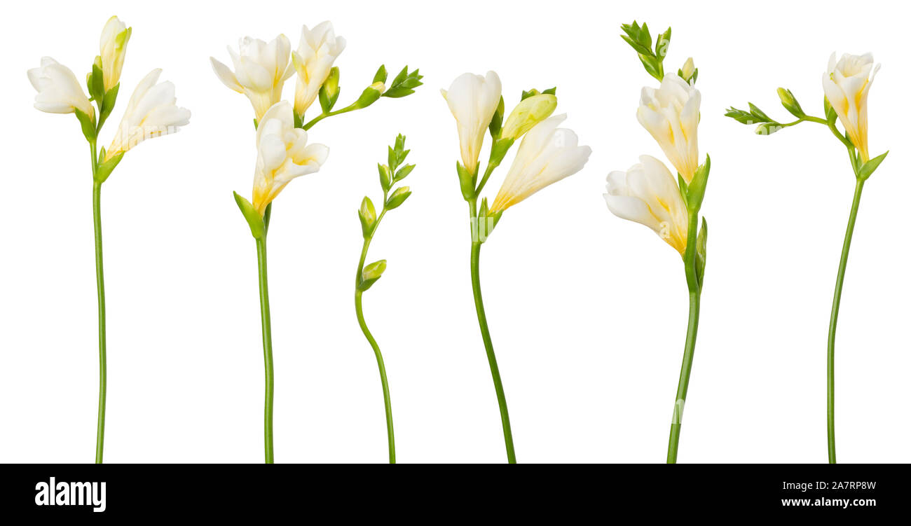 Fresia flores blancas ramitas con capullos en flor aislado sobre fondo  blanco Fotografía de stock - Alamy