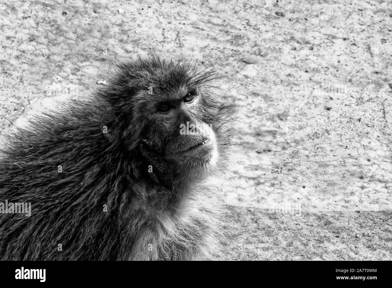 Mono blanco y negro imagen de archivo. Imagen de madera - 61701843