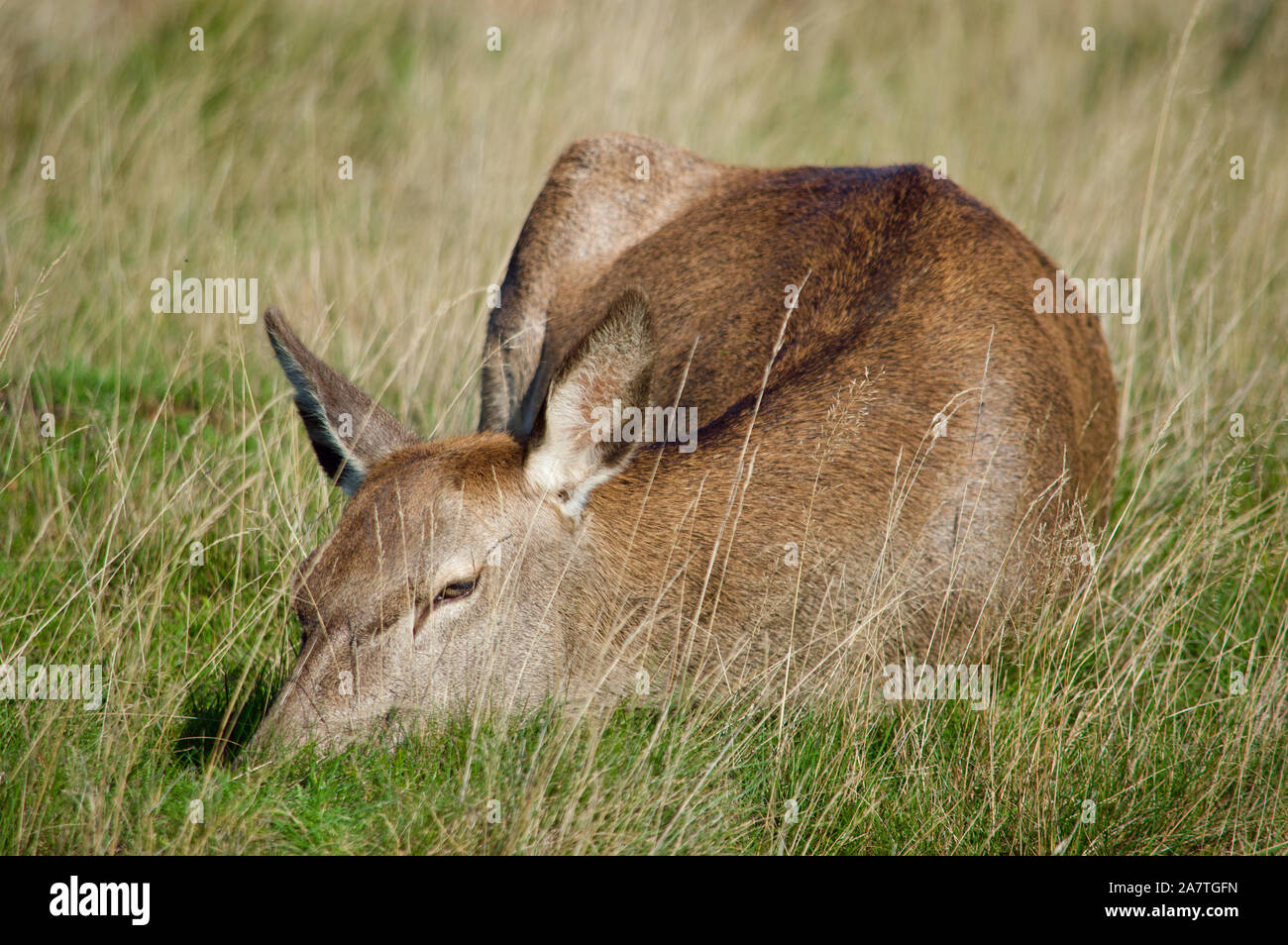 Un ciervo durmiendo en Richmond Park, REINO UNIDO Foto de stock