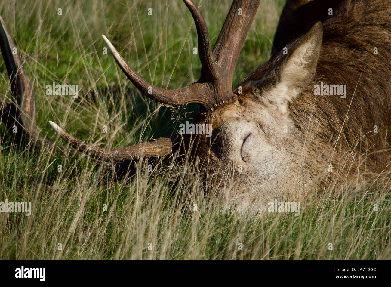 Un ciervo durmiendo en Richmond Park, REINO UNIDO Foto de stock