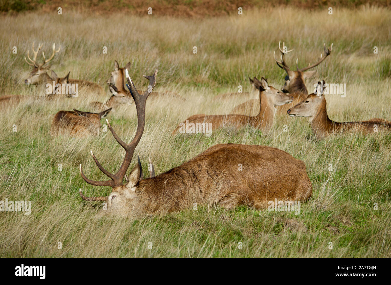 Una manada de ciervos en Richmond Park, REINO UNIDO Foto de stock
