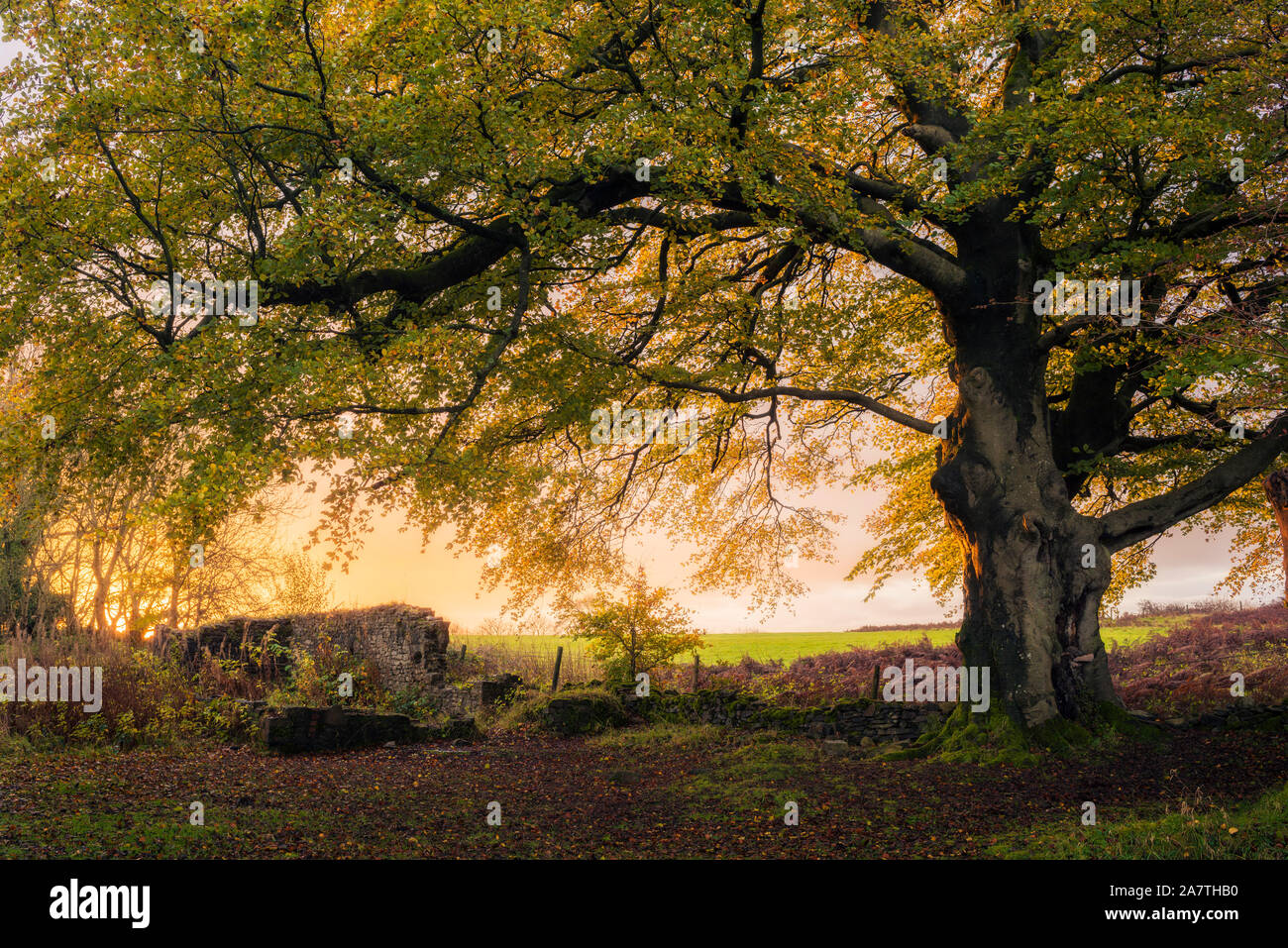 Un amanecer otoñal detrás de una haya común (Fagus sylvatica) en la Reserva Blackmoor en el Paisaje Nacional Mendip Hills, Somerset, Inglaterra. Foto de stock