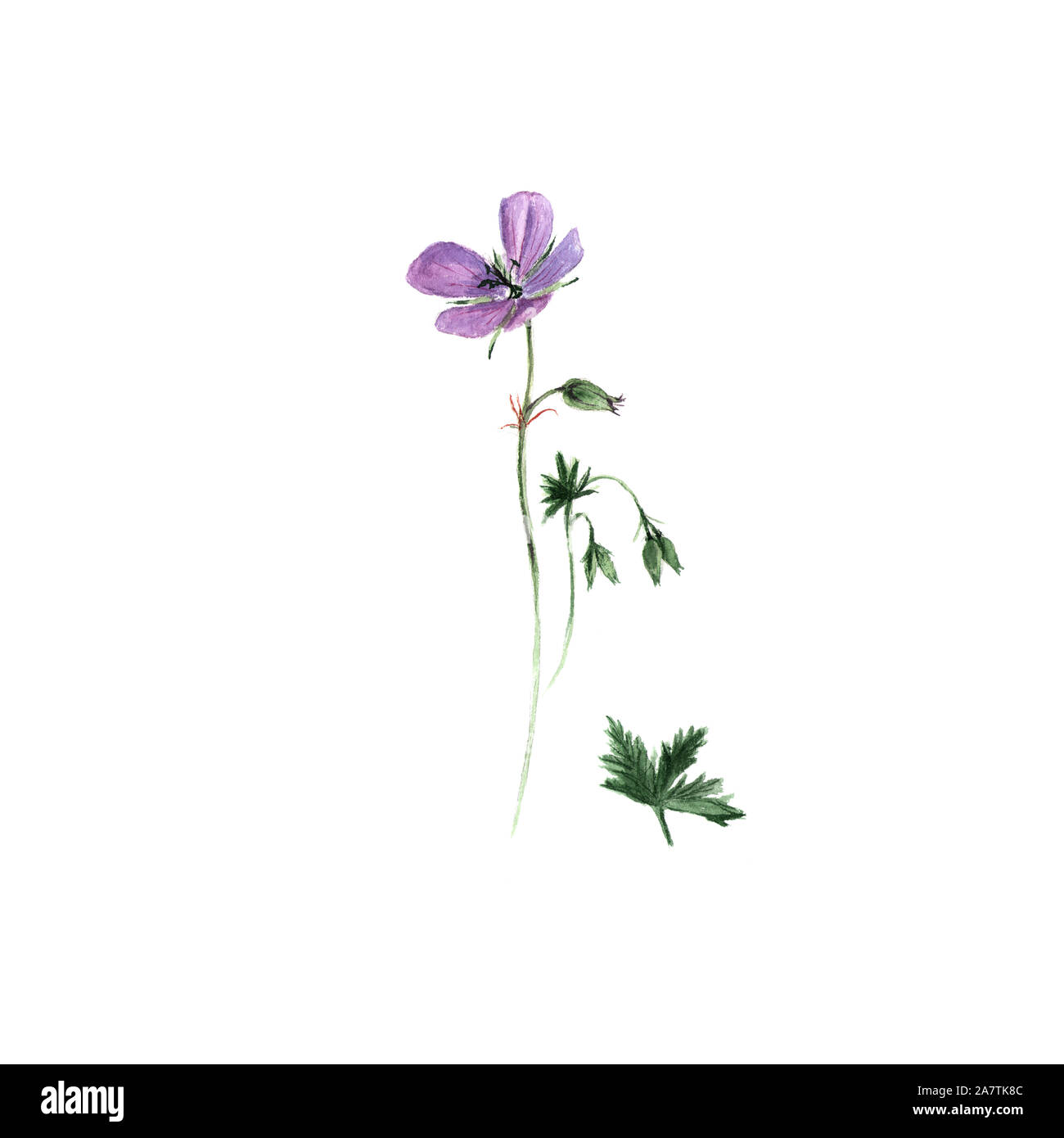 Acuarela Ilustración botánica de geranio lila flores y hojas verdes aislado  sobre fondo blanco. Podría ser utilizado como decoración, diseño web  Fotografía de stock - Alamy