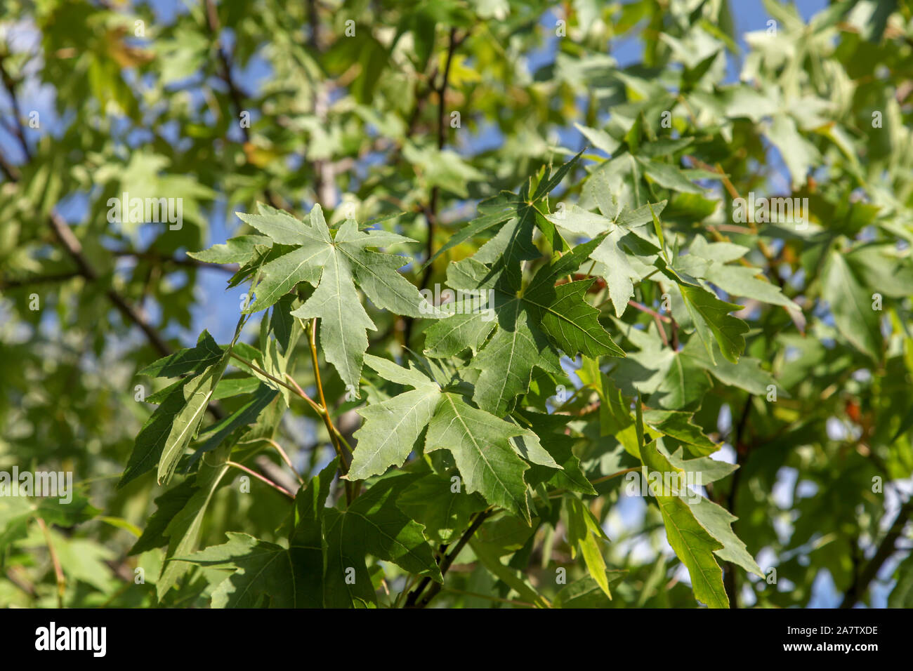 Palmate hojas de Roble Español (sweetgum en inglés) Americano (Liquidambar styraciflua) calle árbol, Londres Foto de stock