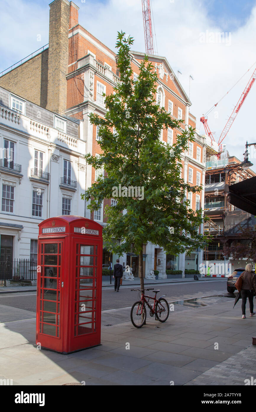 Roble Español (sweetgum en inglés) (Liquidambar styraciflua americana) y árboles de la calle phonebox, Mayfair, Londres W1 Foto de stock