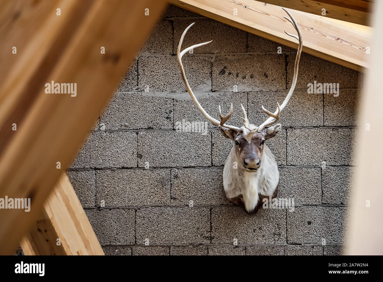Taxidermia montada cabeza de ciervo colgado en una pared de hormigón de estilo rústico. Enfoque selectivo Foto de stock