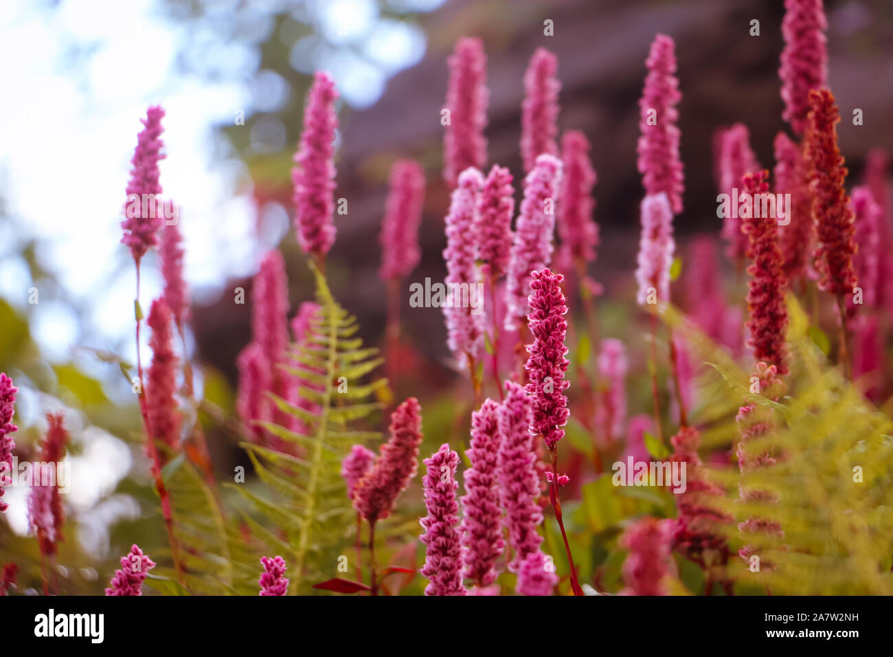 Hermosa vista de flores rosas en un jardín. Enfoque selectivo Foto de stock