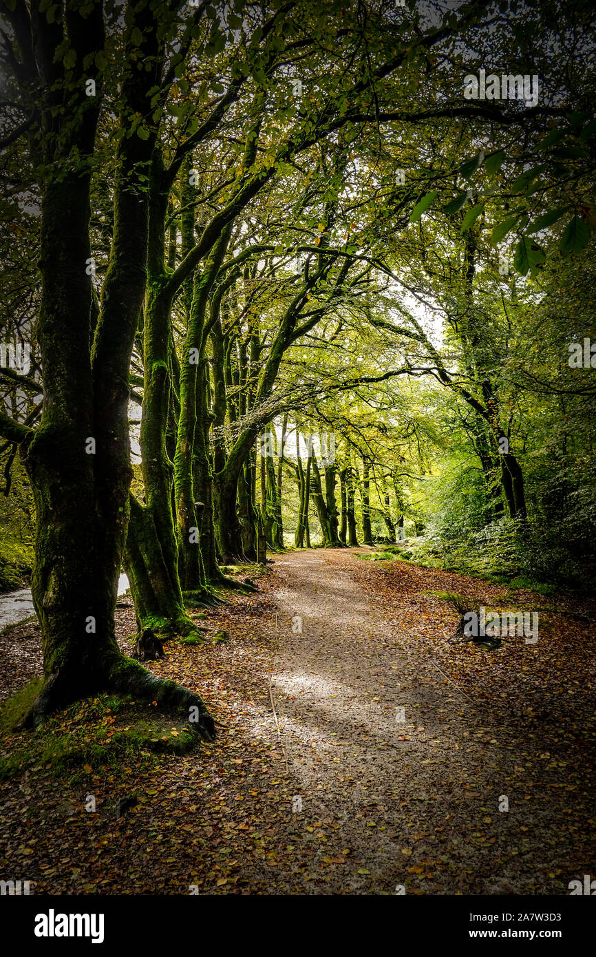 Playa árboles Fagus sylvatica junto a un camino en el bosque antiguo de madera Draynes en Cornwall. Foto de stock