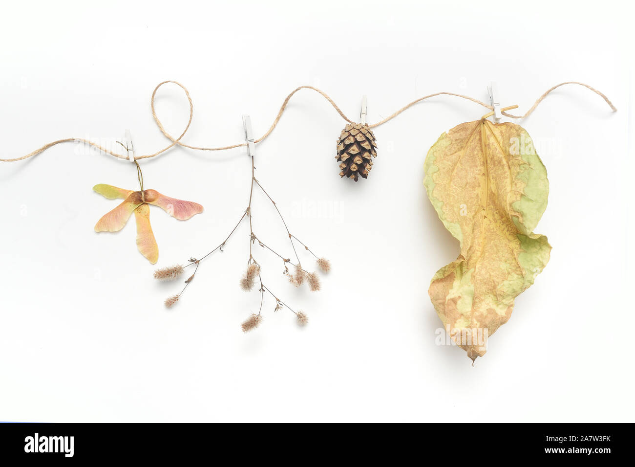 Hojas de otoño, plantas aisladas y cuerda con lugar para el texto sobre fondo blanco. caer plano laico, vista superior de objetos creativos. Elementos para Foto de stock