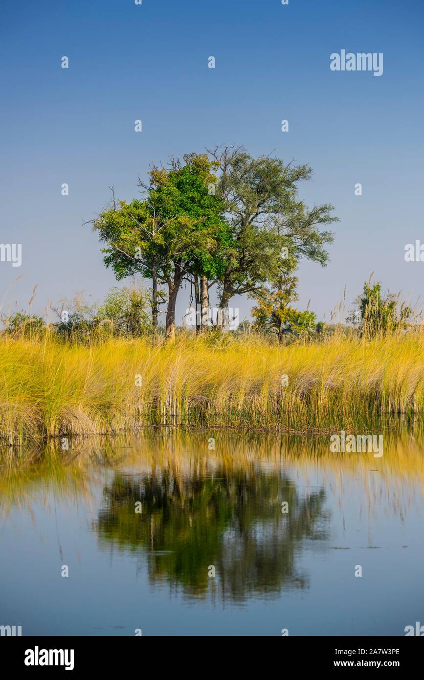 El Delta del Okavango Pantano paisaje, Moremi Wildlife Reserve, Ngamiland, Botswana Foto de stock