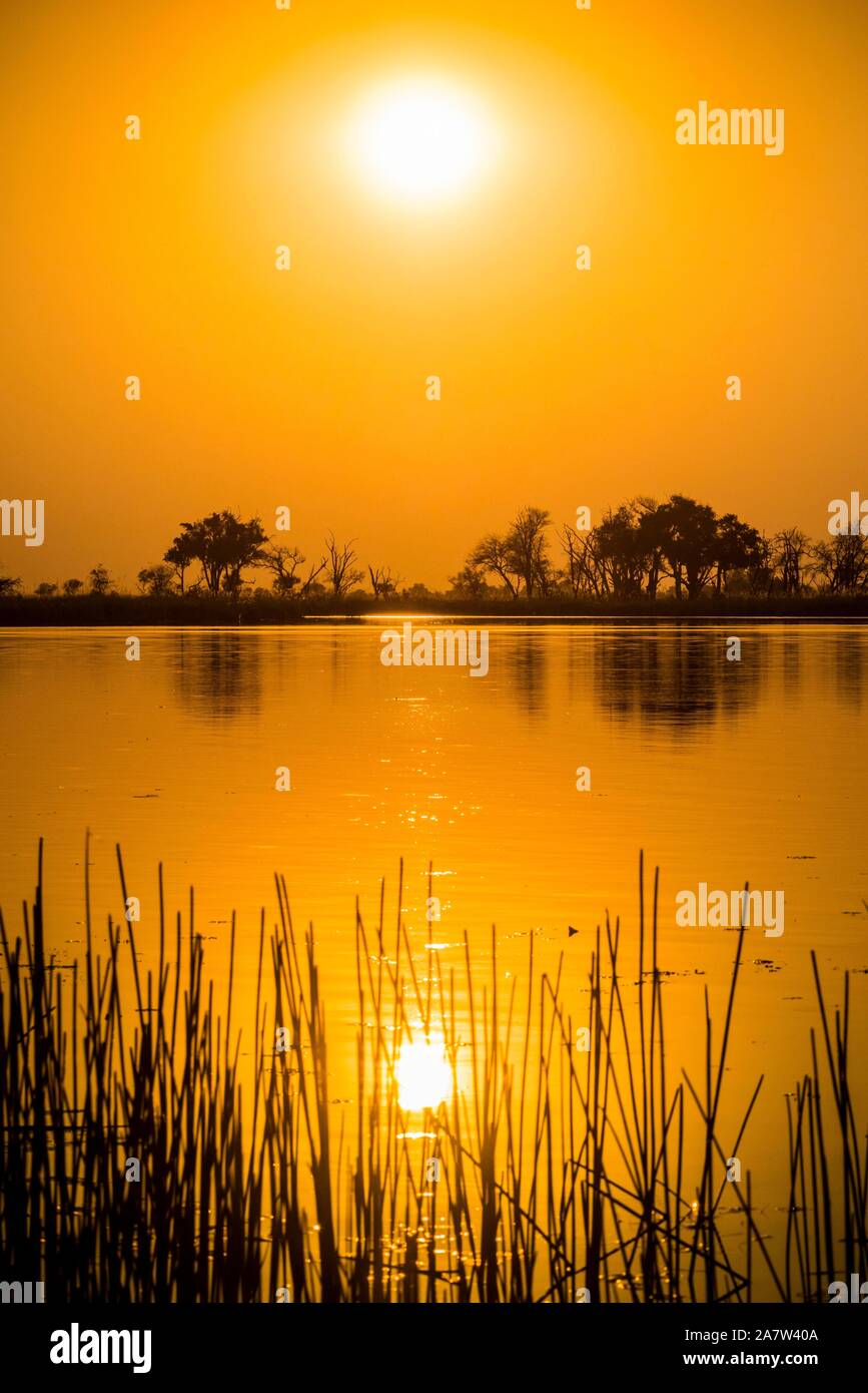 Paisaje fluvial en el Delta del Okavango al atardecer, Moremi Wildlife Reserve, Ngamiland, Botswana Foto de stock