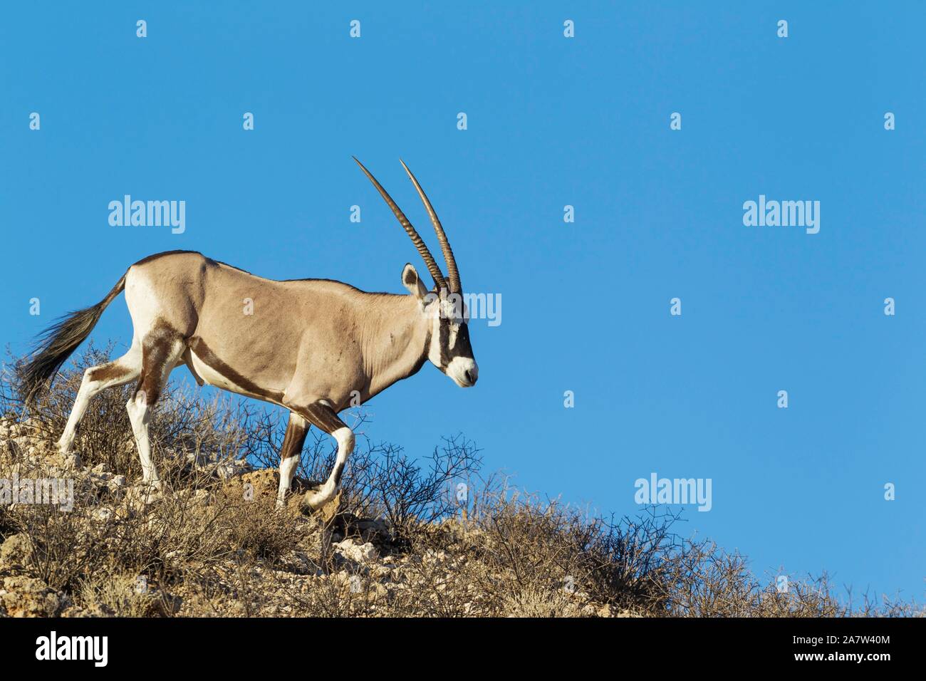 Gemsbok (Oryx gazella), macho, caminando por una cresta rocosa, el desierto de Kalahari, el Parque Transfronterizo Kgalagadi, Sudáfrica Foto de stock