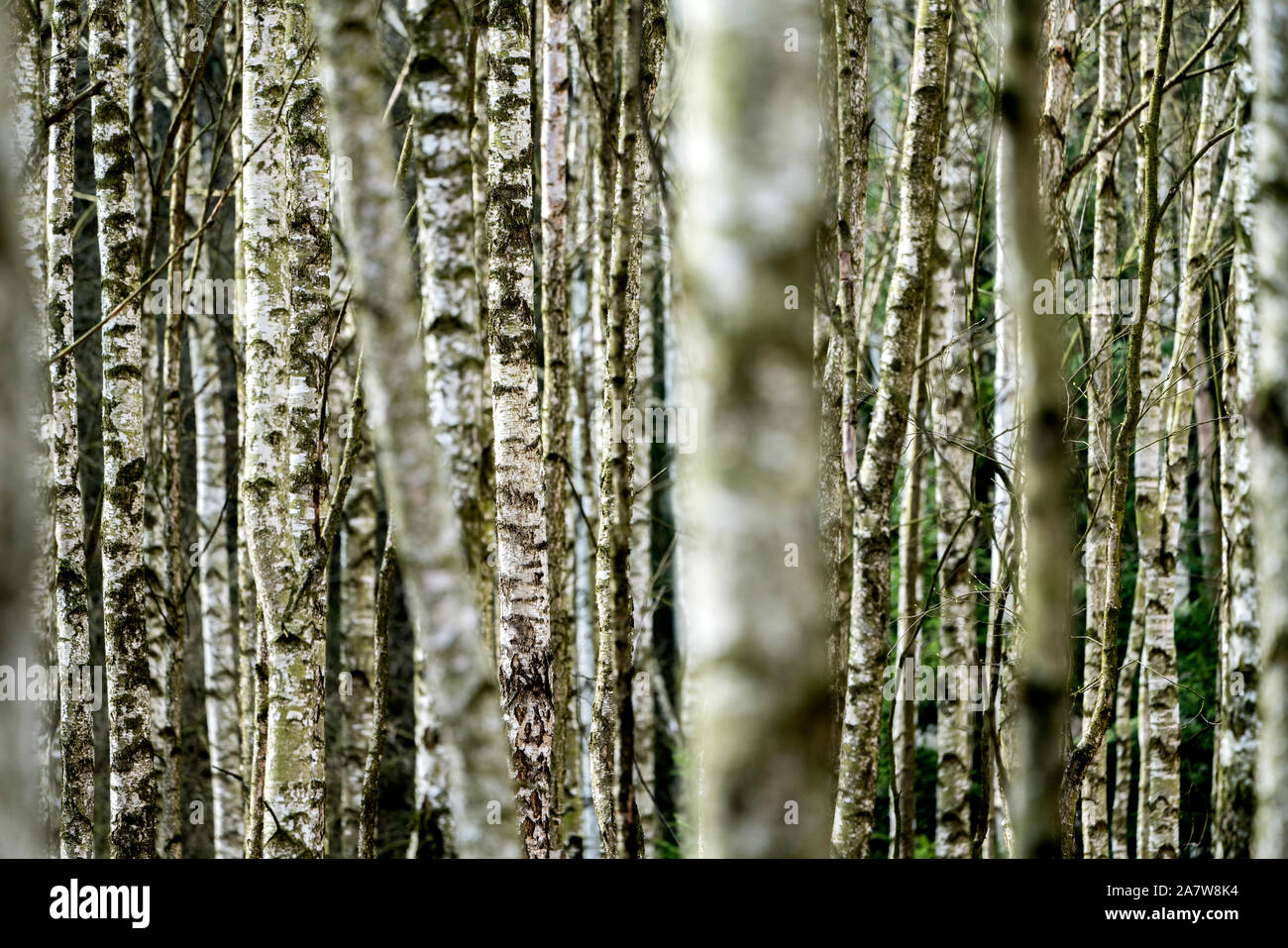 Bosque de abedules como un sitio de entierro natural grave, Hofgeismar, Weser Uplands, Weserbergland, Hesse, Alemania Foto de stock