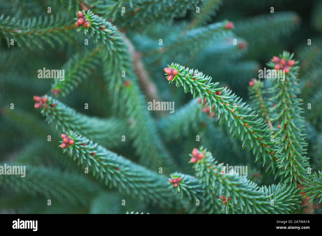 Primer plano de fondo Rama Fir Foto de stock