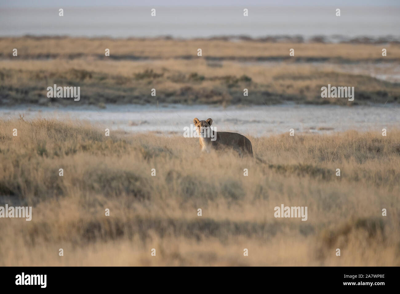 León (Panthera leo) en el Parque Nacional de Etosha, Namibia Foto de stock
