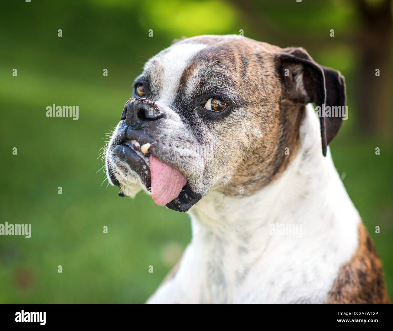 Perro Boxer Lengua fuera Fotografía de stock - Alamy