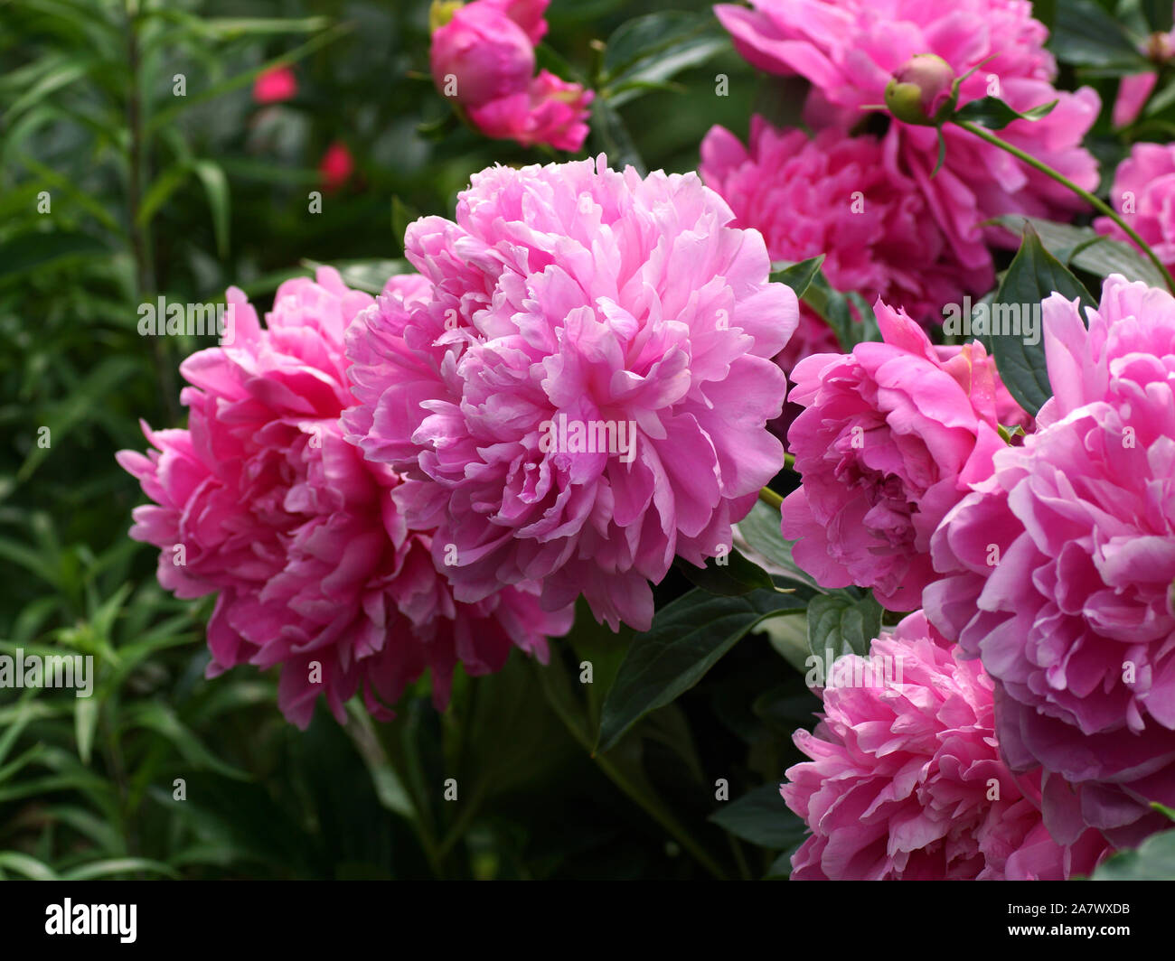 Paeonia Princess Margaret. Doble rosa peonía. Paeonia lactiflora (Chino o peonía peonía jardín común). Hermosa rosa peonías. Foto de stock