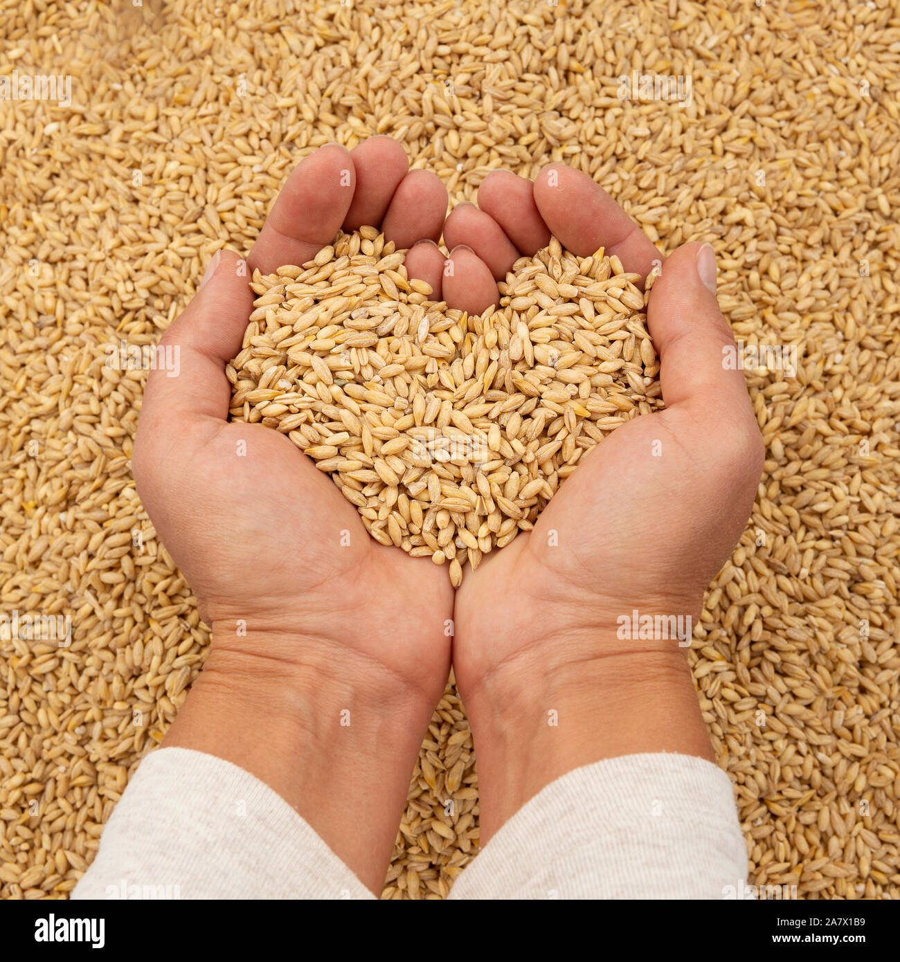 Manos sosteniendo grano de cebada en forma de corazón, el concepto de donación de alimentos Foto de stock