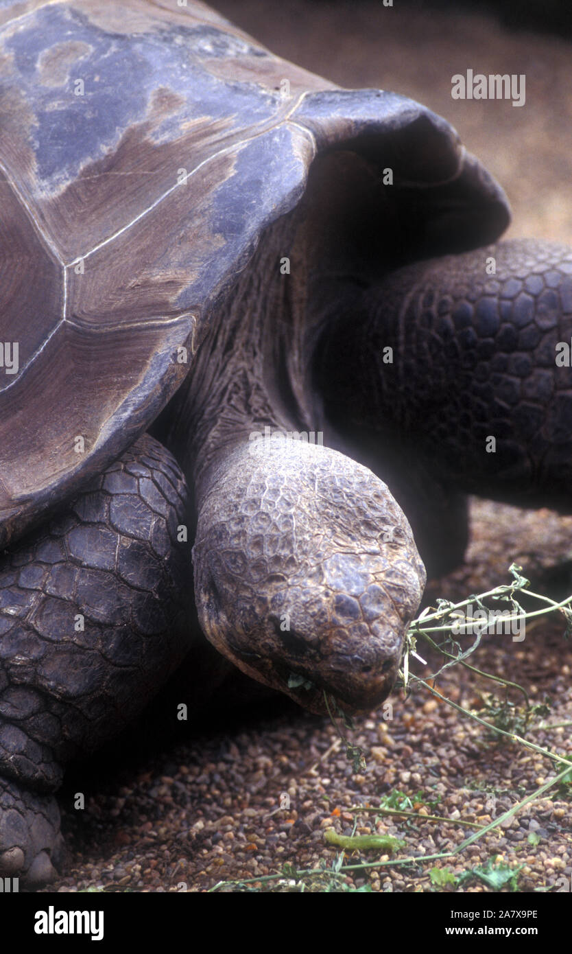 La tortuga de galápagos (CHELONOIDIS NIGRA) es la más grande de las especies vivas de tortuga y puede llegar a pesar hasta 417 kg. Visto aquí de comer. Foto de stock