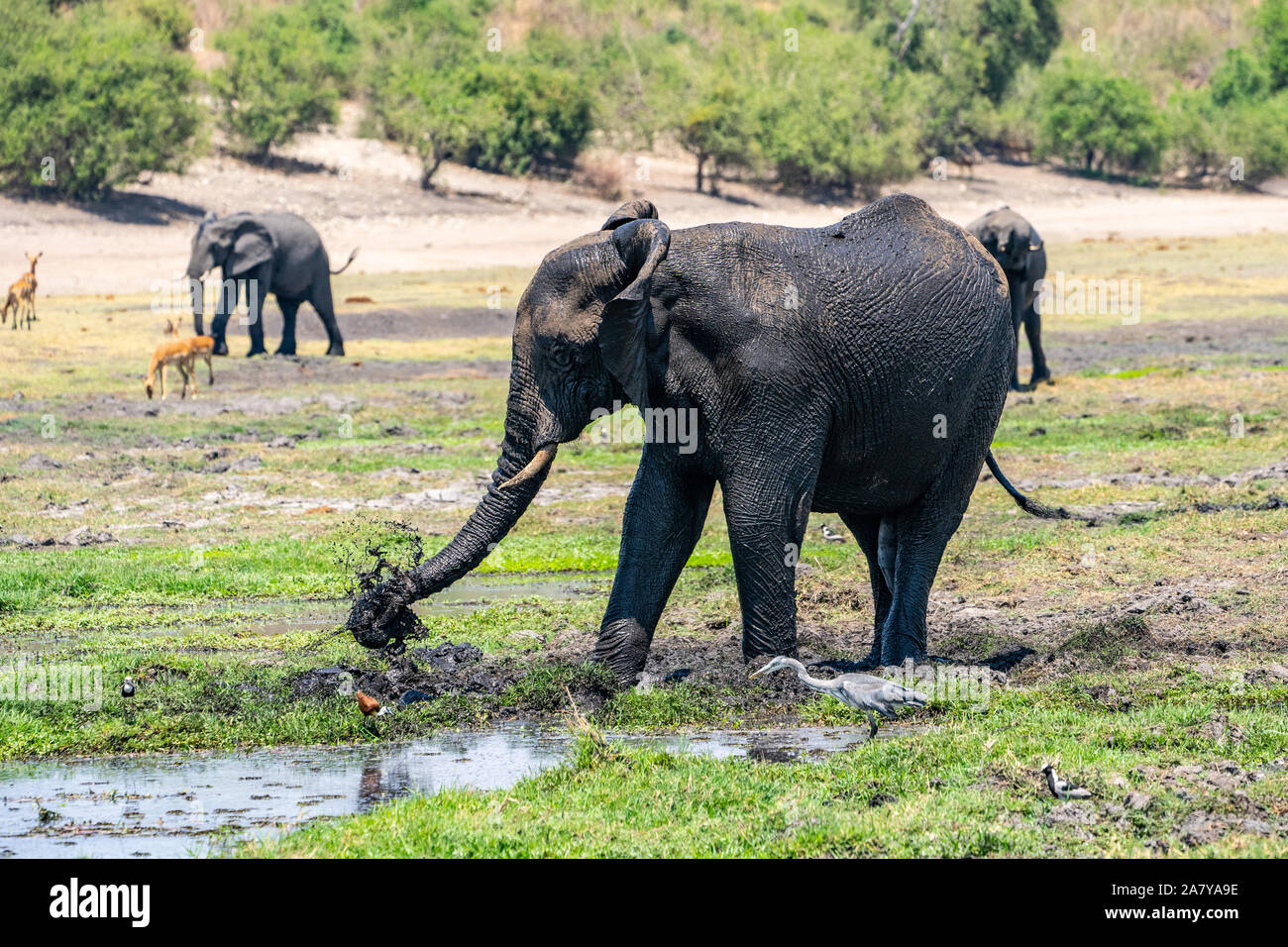 Los elefantes africanos de agua potable el Parque Nacional Chobe en Botswana Foto de stock