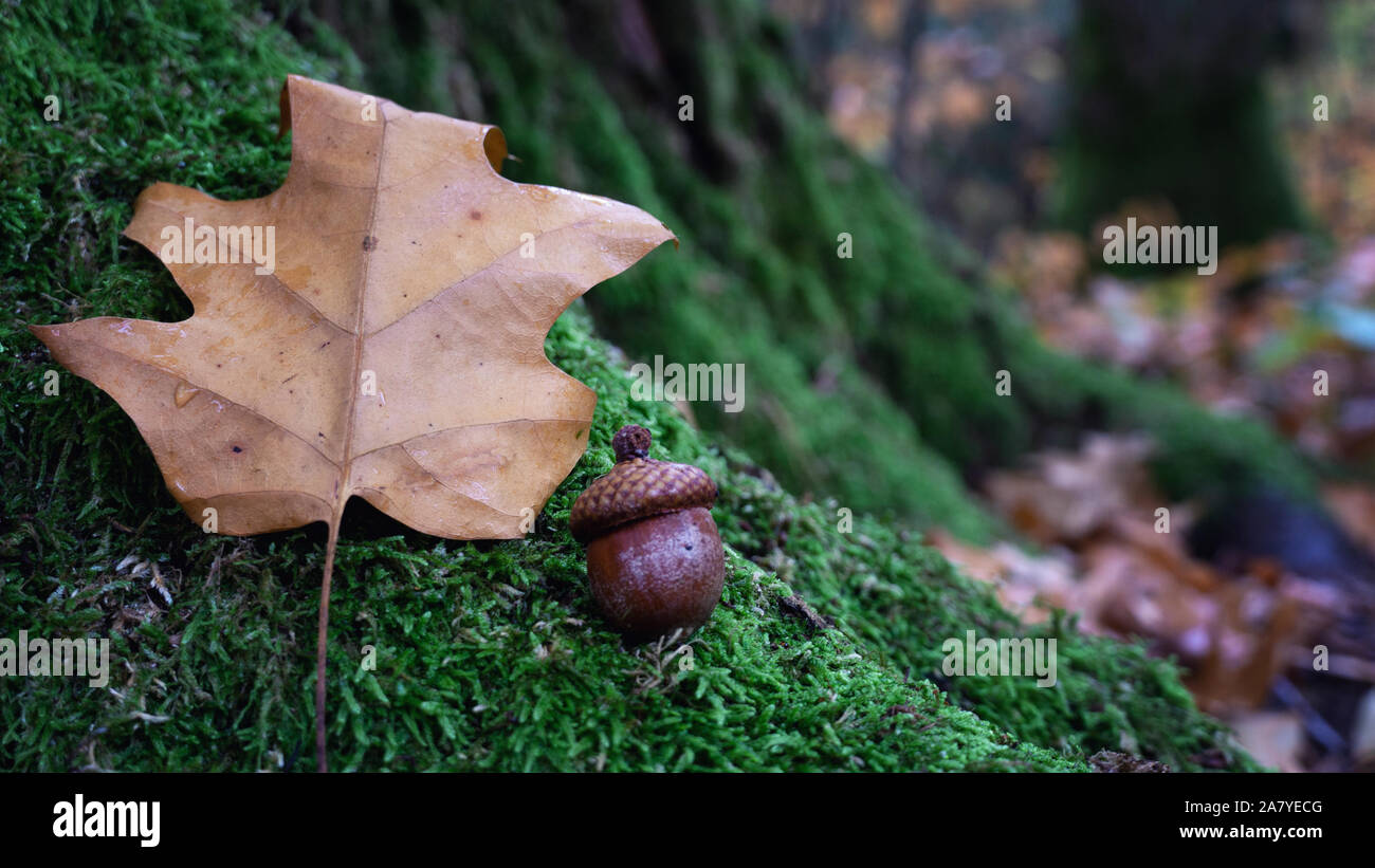 Cerca de Acorn oak la tuerca y la hoja de roble en la planta de musgo verde bosque de otoño mañana Foto de stock