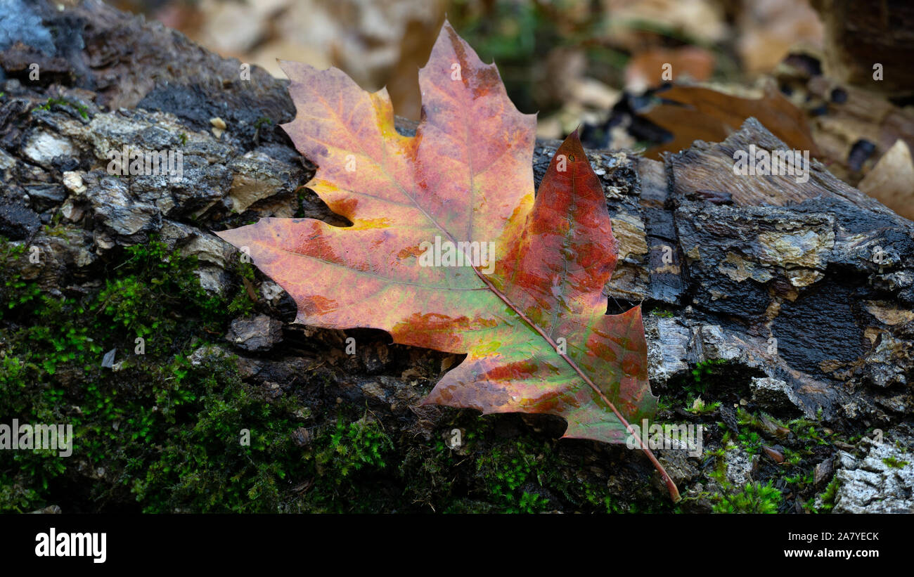 Cierre de hoja de roble colorido único en planta de musgo verde bosque de otoño mañana Foto de stock