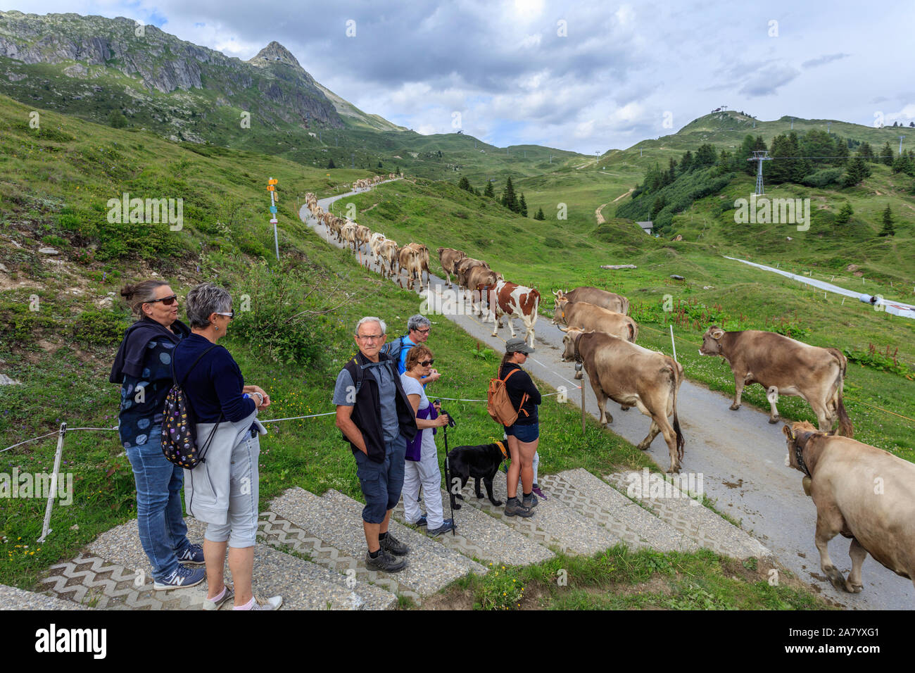 Un grupo de personas espera una manada de vacas a cruzar la carretera en Bettmeralp, Suiza Foto de stock