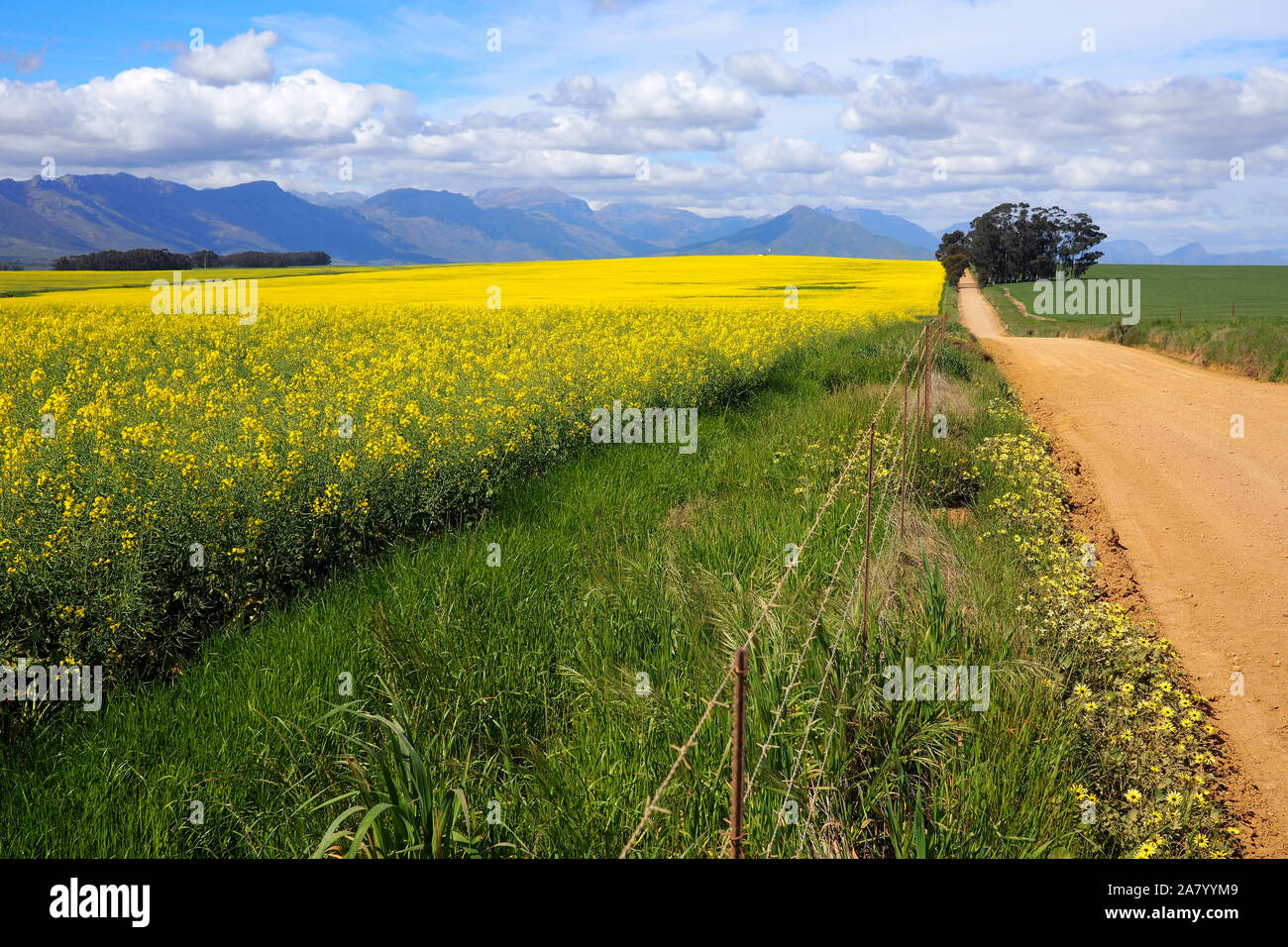 Antena de campos verdes y amarillos con montañas Foto de stock