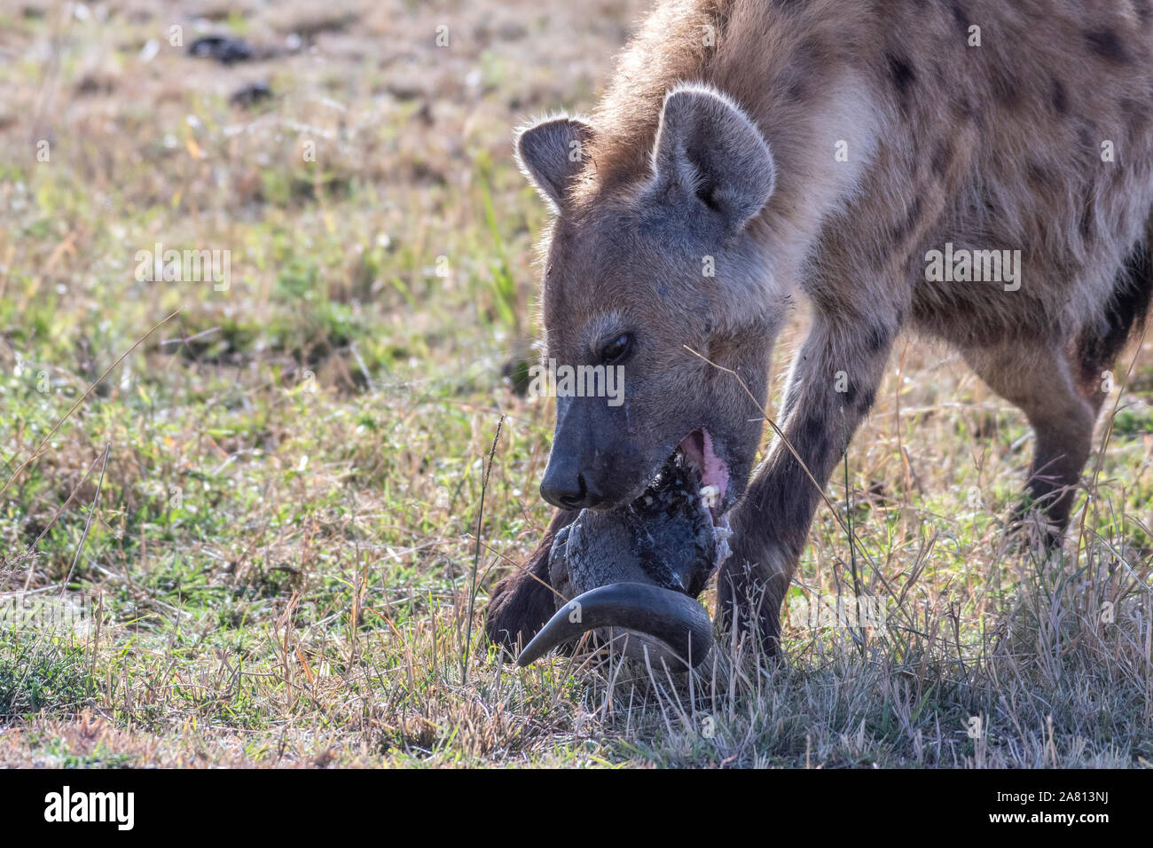 Solitario Spotted Hyena separados de su grupo comer ñus cabeza en Maasai Mara reserva Foto de stock