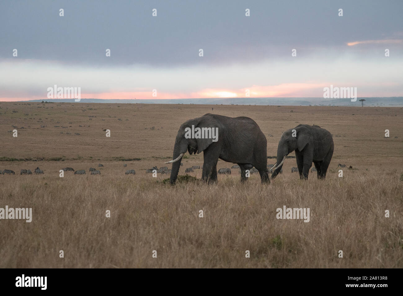 Bush africano elefantes alimentándose de hierbas al atardecer en Masai Mara, Kenya reserva Foto de stock