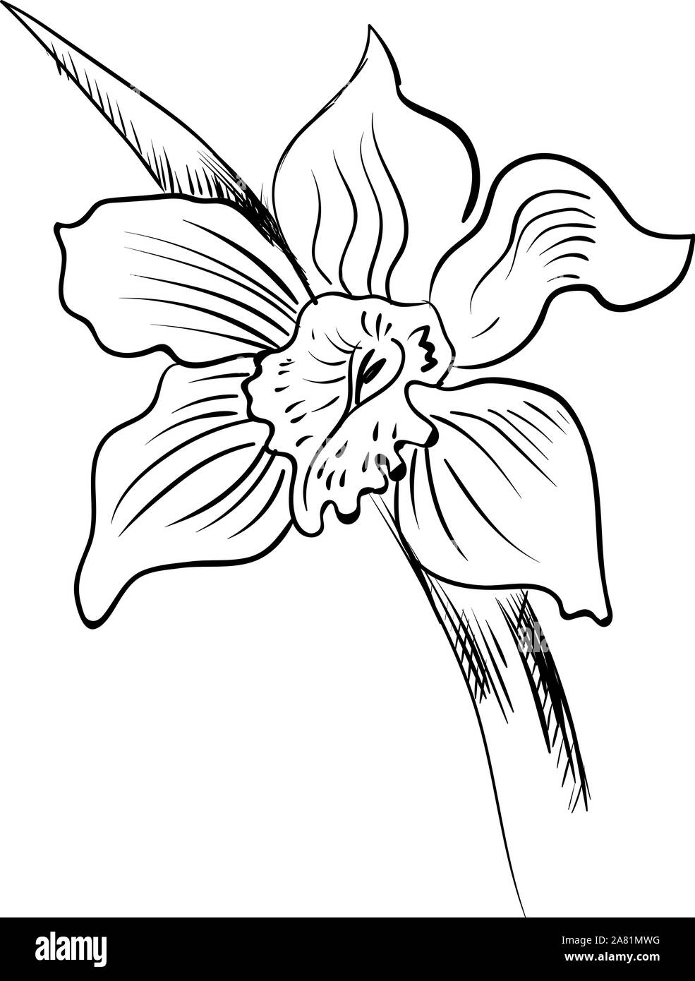 Boceto de orquídeas, ilustración, vector sobre fondo blanco Imagen Vector  de stock - Alamy