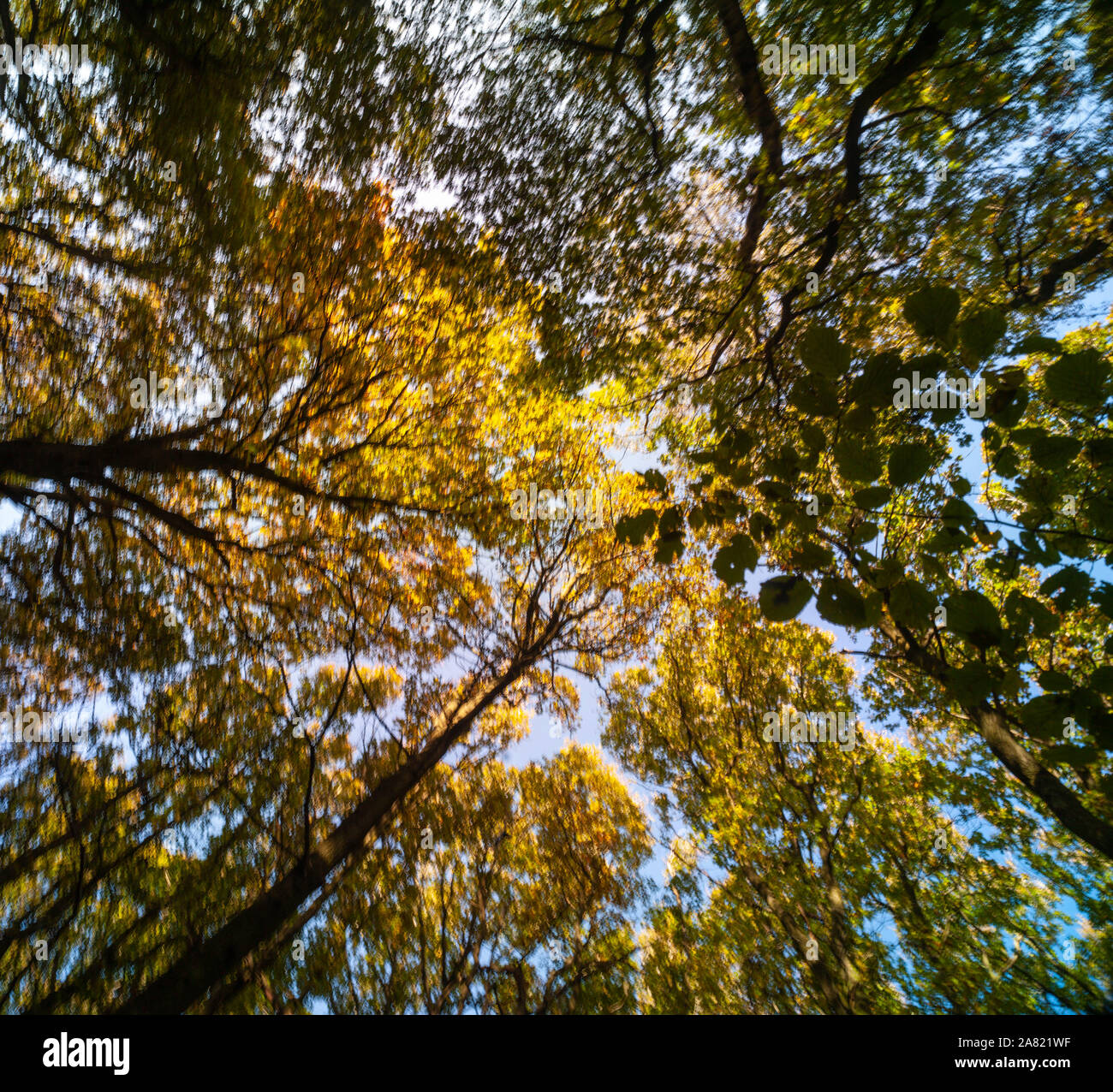 Bosques naturales, paisajes en otoño en inglés Fotografía de stock Alamy
