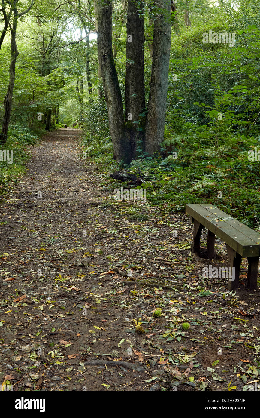Bosques naturales, paisajes en otoño en inglés Fotografía de stock Alamy