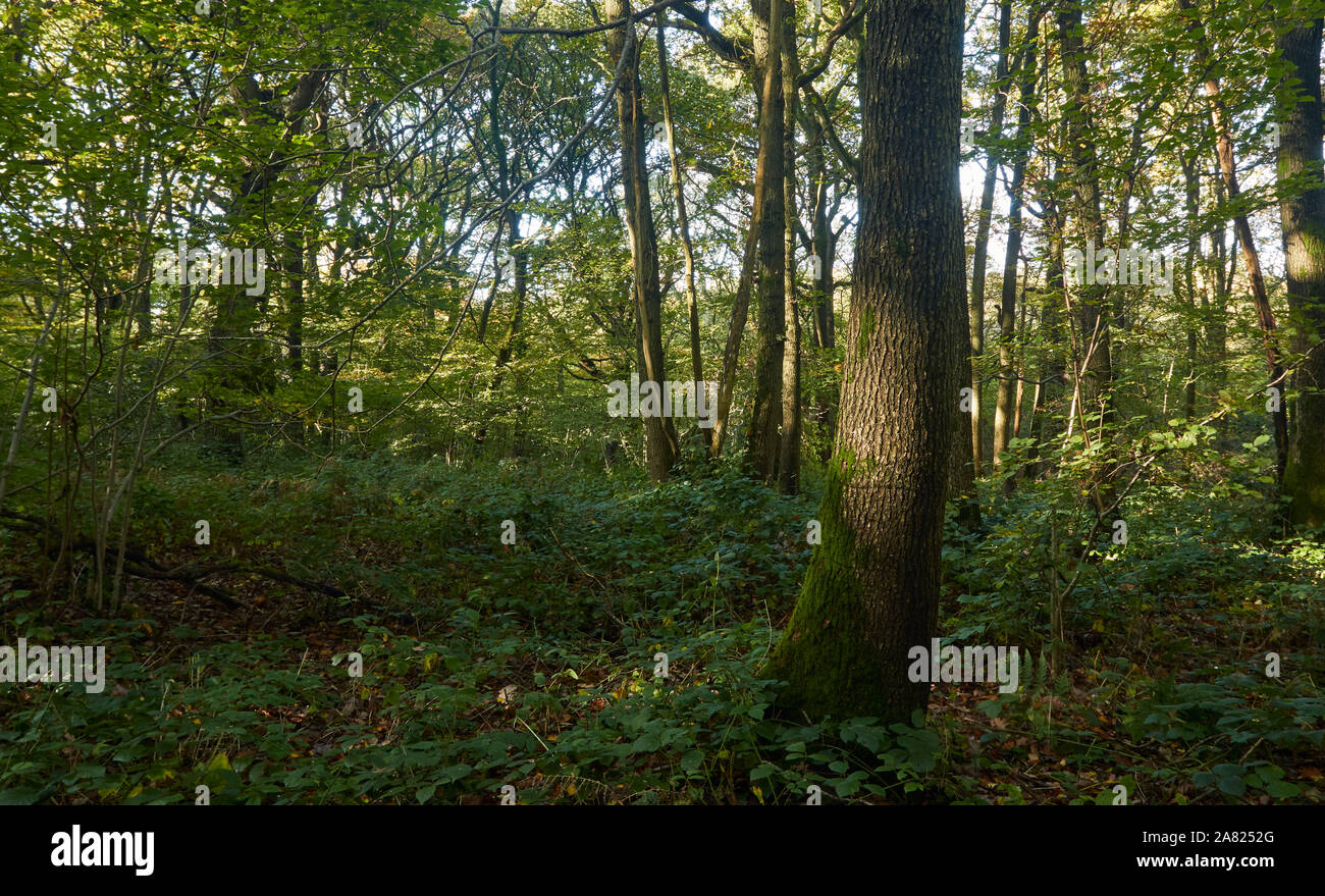 Bosques naturales, paisajes en otoño en inglés Fotografía de stock Alamy
