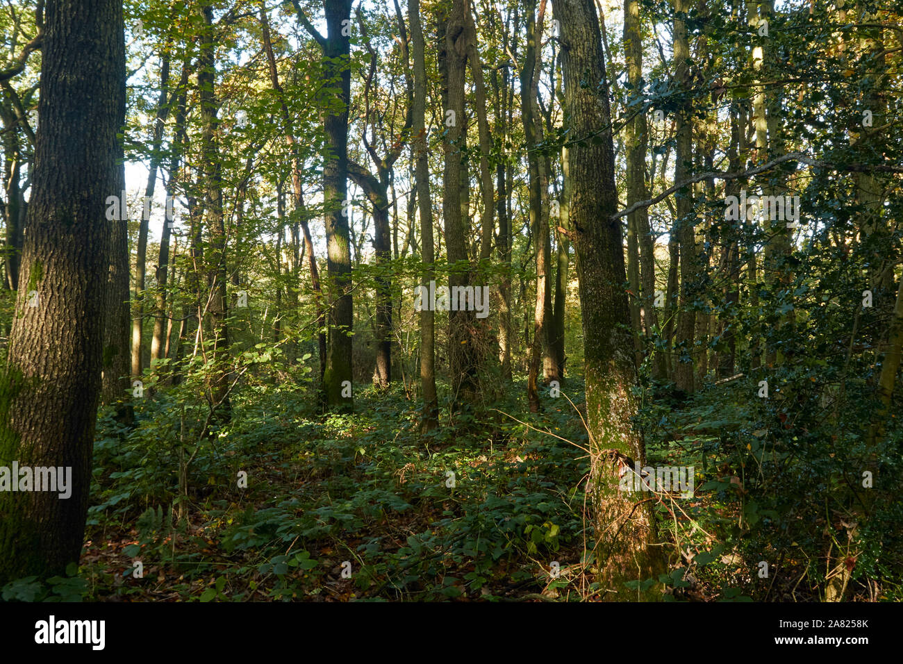 Bosques naturales, paisajes en otoño en inglés Fotografía de stock Alamy