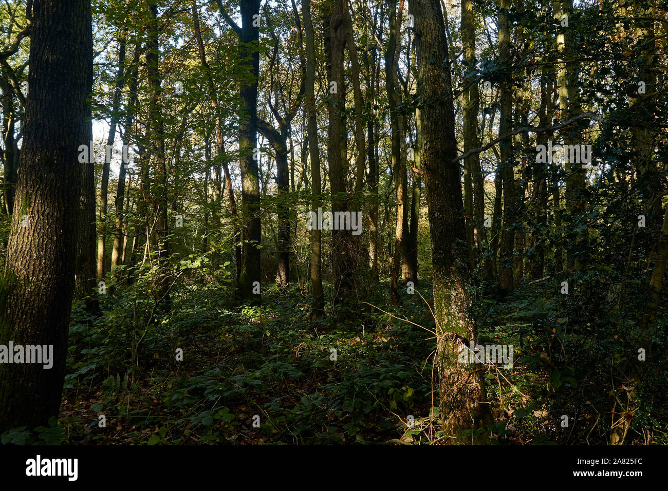 Bosques naturales, paisajes en otoño en inglés Fotografía de stock Alamy