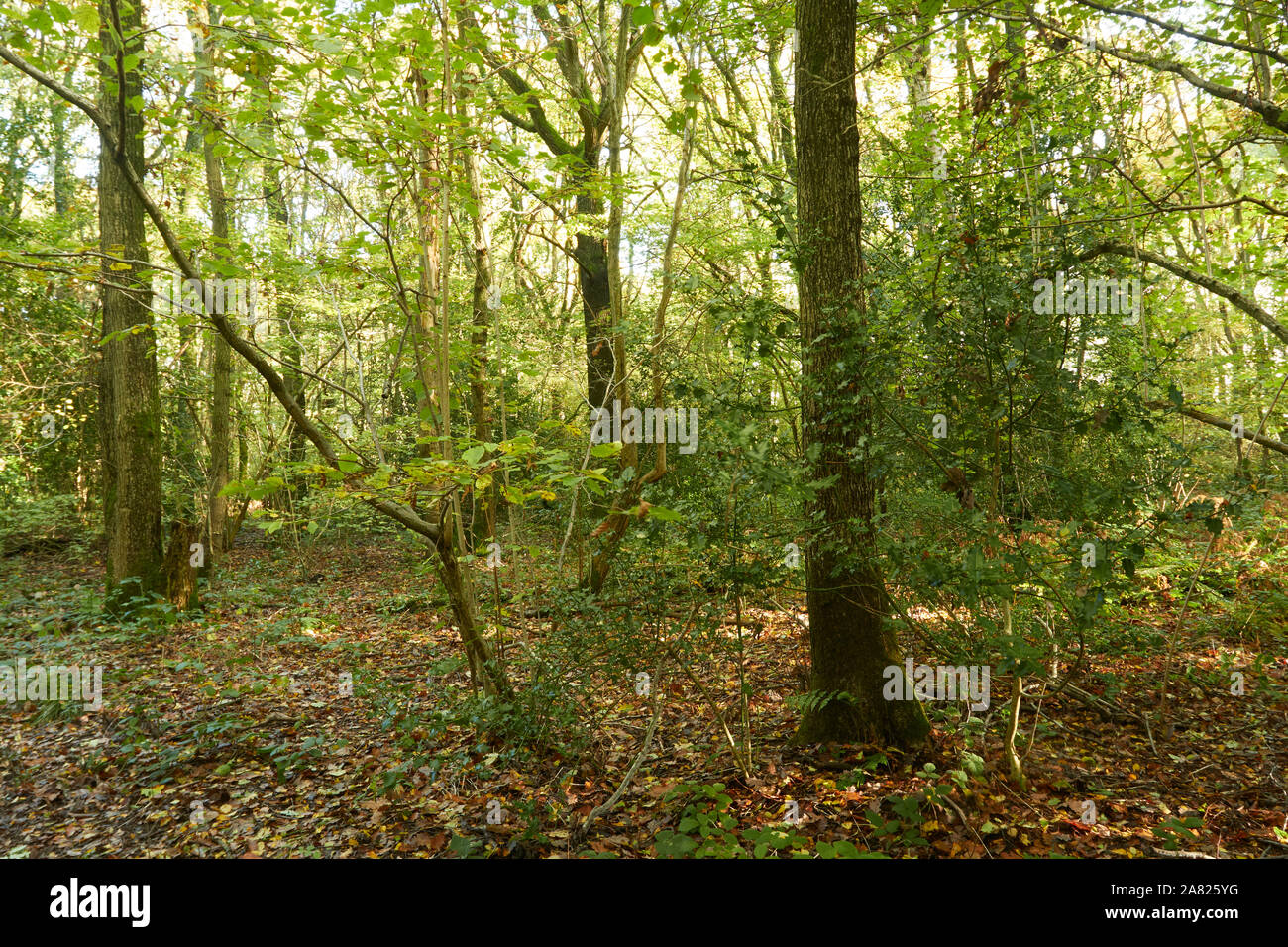 Bosques naturales, paisajes en otoño en inglés Fotografía de stock Alamy