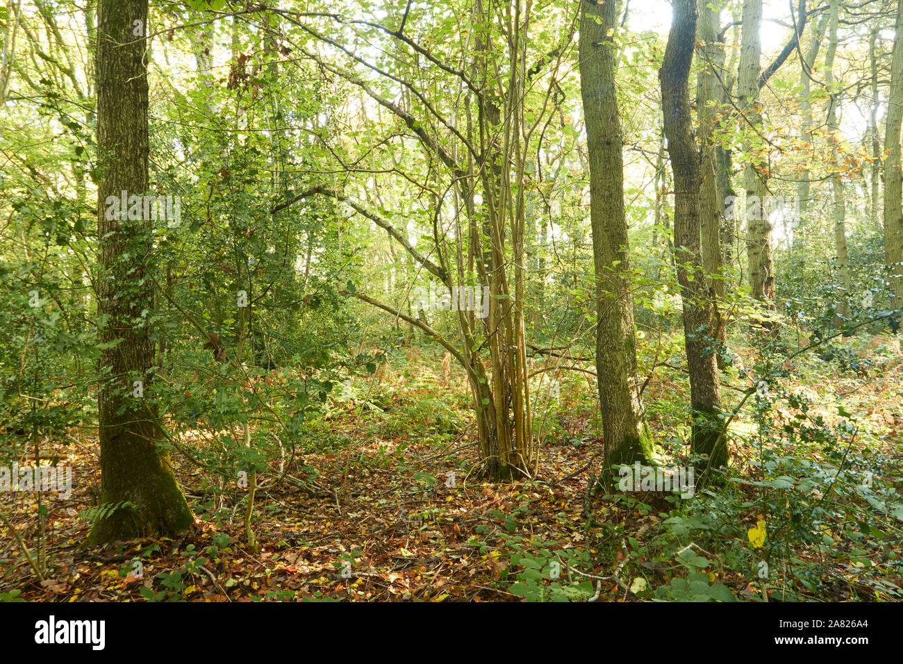 Bosques naturales, paisajes en otoño en inglés Fotografía de stock Alamy