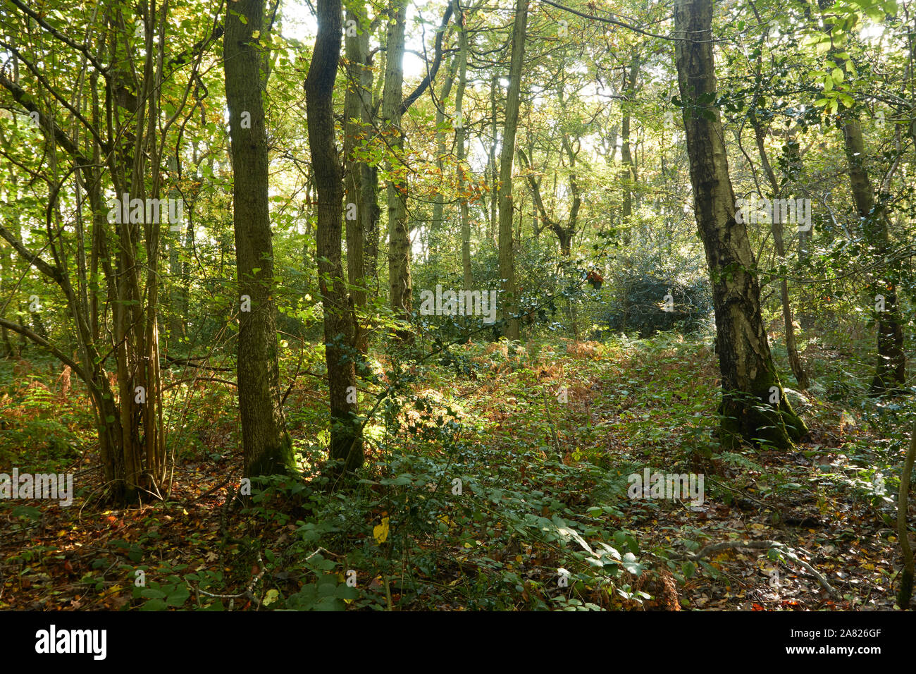 Bosques naturales, paisajes en otoño en inglés Fotografía de stock Alamy