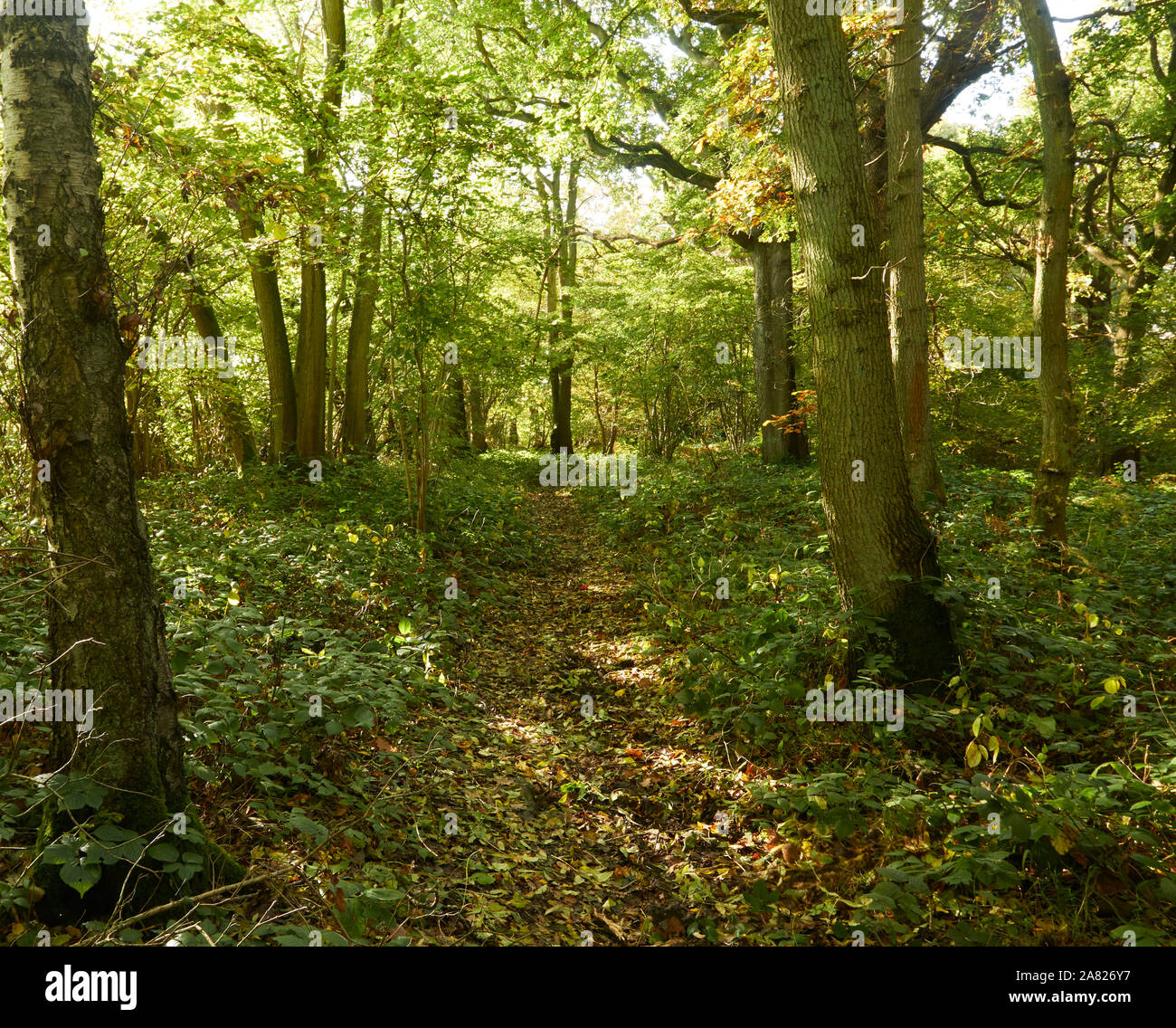 Bosques naturales, paisajes en otoño en inglés Fotografía de stock Alamy