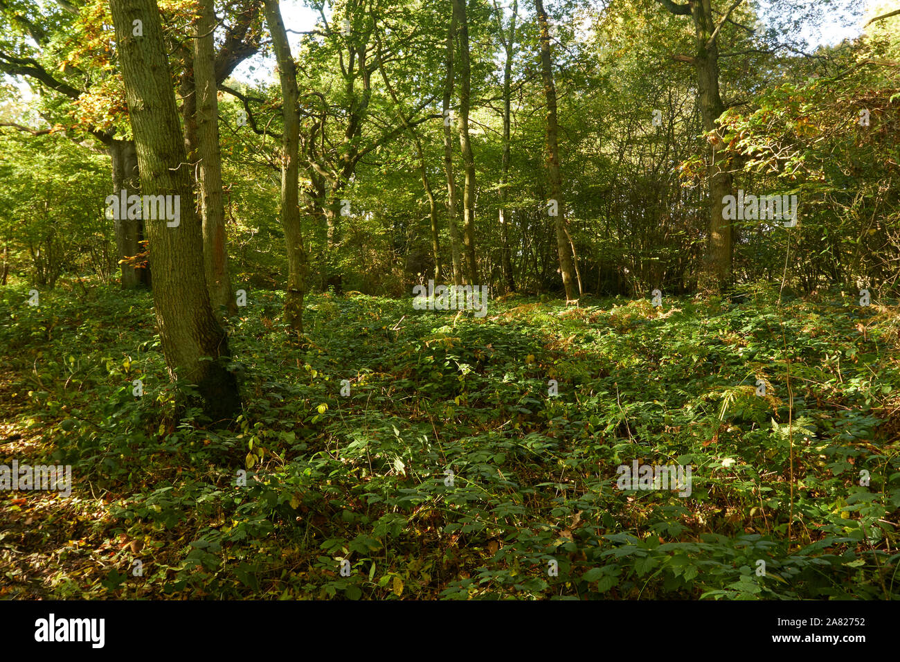 Bosques naturales, paisajes en otoño en inglés Fotografía de stock Alamy