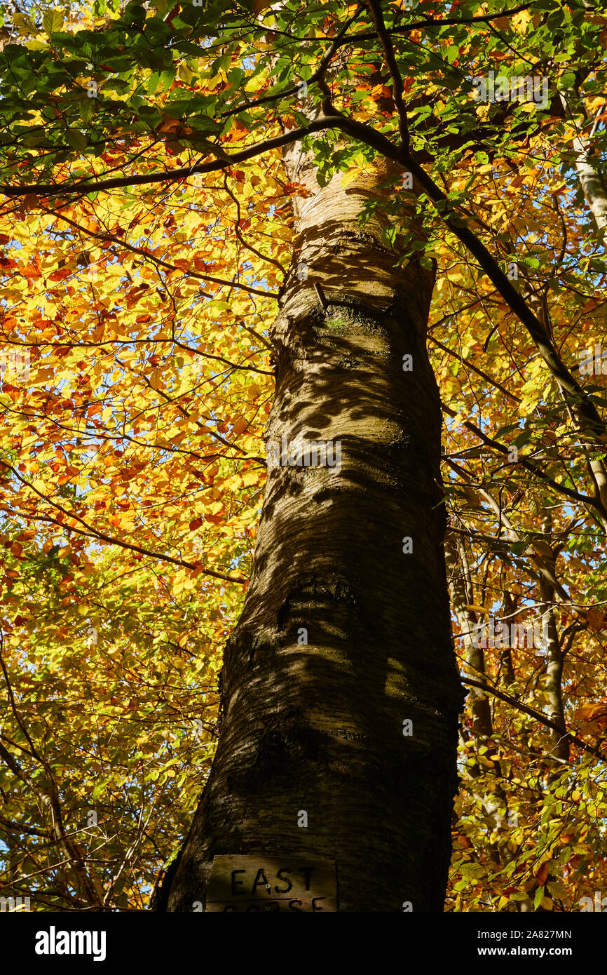 Bosques naturales, paisajes en otoño en inglés Fotografía de stock Alamy