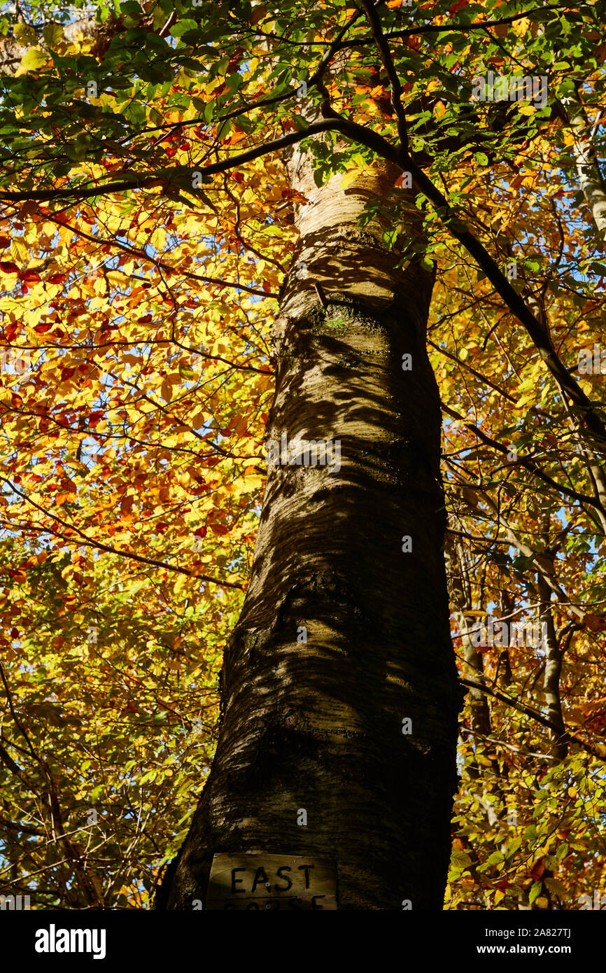 Bosques naturales, paisajes en otoño en inglés Fotografía de stock Alamy