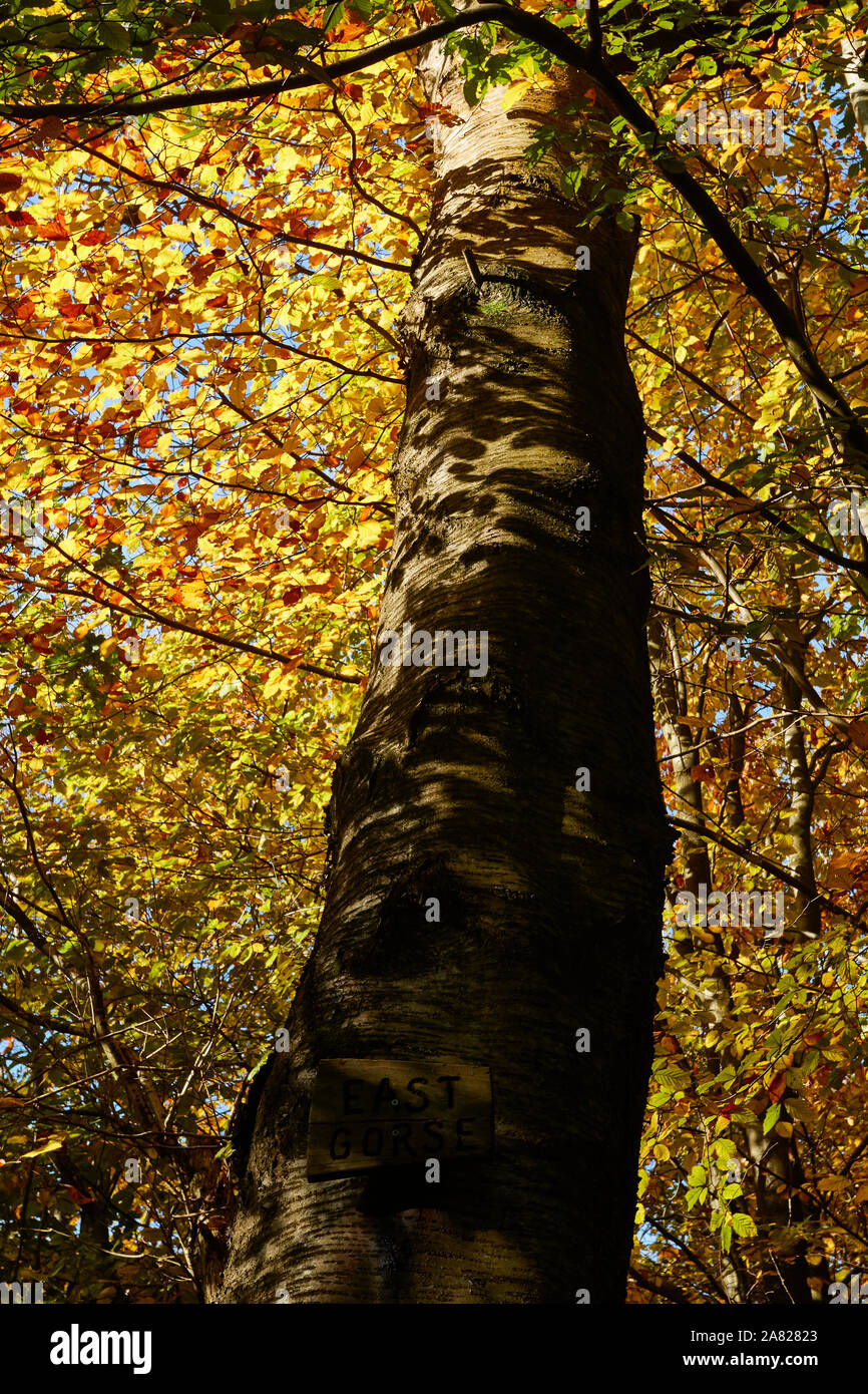 Bosques naturales, paisajes en otoño en inglés Fotografía de stock Alamy